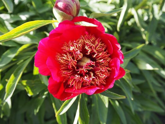 Tropical Greenhouse by null