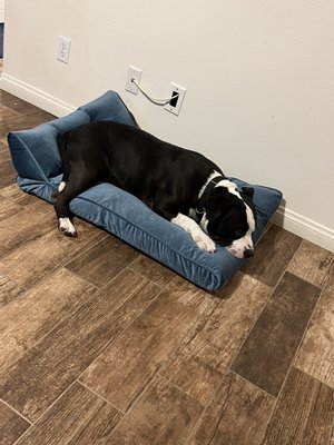 Pasadena Humane by null
