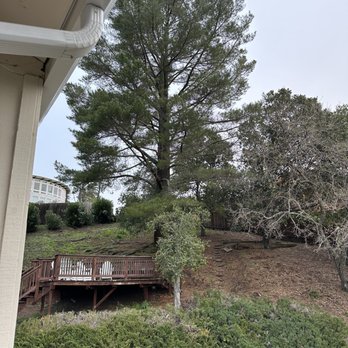 Quality Tree Care - Before - Tree Services Near Me - Pleasant Hill, California Quality Tree Care - Before - Tree Services Near Me - Pleasant Hill, California