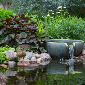 AquaLife Ponds - Water bowl with backyard pond - Landscape Architects or Designers Near Me - Costa Mesa, California AquaLife Ponds - Water bowl with backyard pond - Landscape Architects or Designers Near Me - Costa Mesa, California