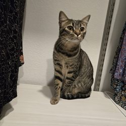 Notorious Yard Maintenance And Poop Scoop - Happy kitties