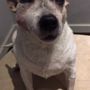Photo of Bella Veterinary Services