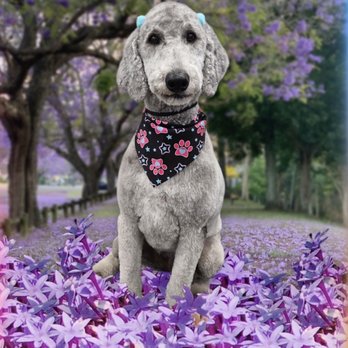Patient Paws Spa - PATIENT PAWS - Pet Groomers Near Me - Owings, Maryland