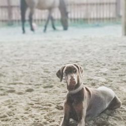 Unleash The Beast - Training For Your Wild Dog - Shady in a down stay with their horse in the background.