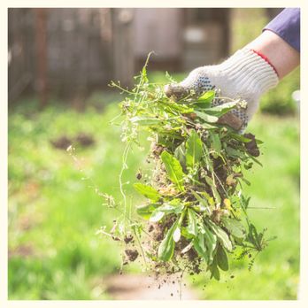 Affordable Pool & Lawncare - a person's hand holding a bunch of plants - Pool Cleaners Near Me Affordable Pool & Lawncare - a person's hand holding a bunch of plants - Pool Cleaners Near Me