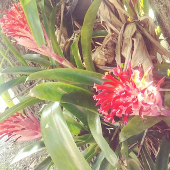 WMNF 88.5 FM - Flora. Landscaping is pretty wild with natives, tall grasses, and flowers. - Radio Stations Near Me - Tampa, Florida WMNF 88.5 FM - Flora. Landscaping is pretty wild with natives, tall grasses, and flowers. - Radio Stations Near Me - Tampa, Florida