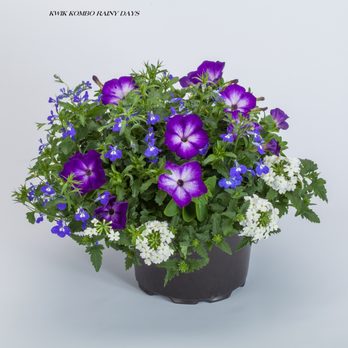 Garden Starts Nursery - Nurseries & Gardening Near Me - Elma, Washington Garden Starts Nursery - Nurseries & Gardening Near Me - Elma, Washington