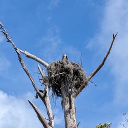 Cradle Creek Preserve - Osprey nest