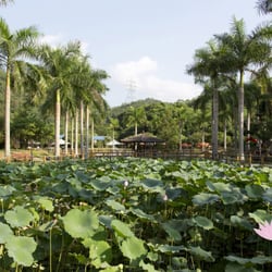 大棠有機生態園 - 荷花池  Lotus Pond