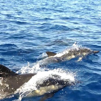 Offshore Blue Adventures - Boating Near Me - San Diego, California