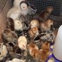 Photo of Sellers Feed & Seed-Georgia Outfitters