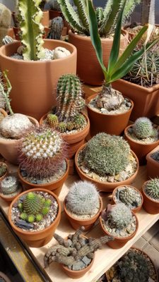 Cactus Store by null