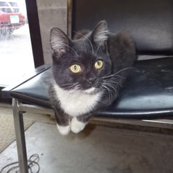 Tire Mart Plus - The ambassador of TireMart Plus, little Lugnutz.