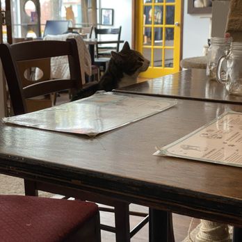 Café Chat l'Heureux - I'm ignoring you - Vegetarian Near Me - Montreal, Quebec Café Chat l'Heureux - I'm ignoring you - Vegetarian Near Me - Montreal, Quebec