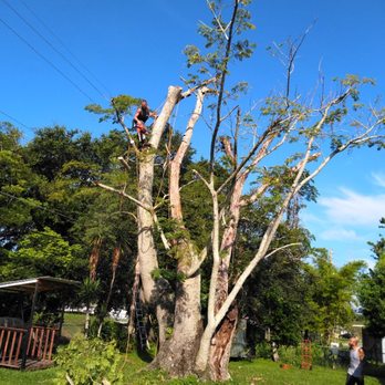 Central Florida Tree Service - Tree Services Near Me