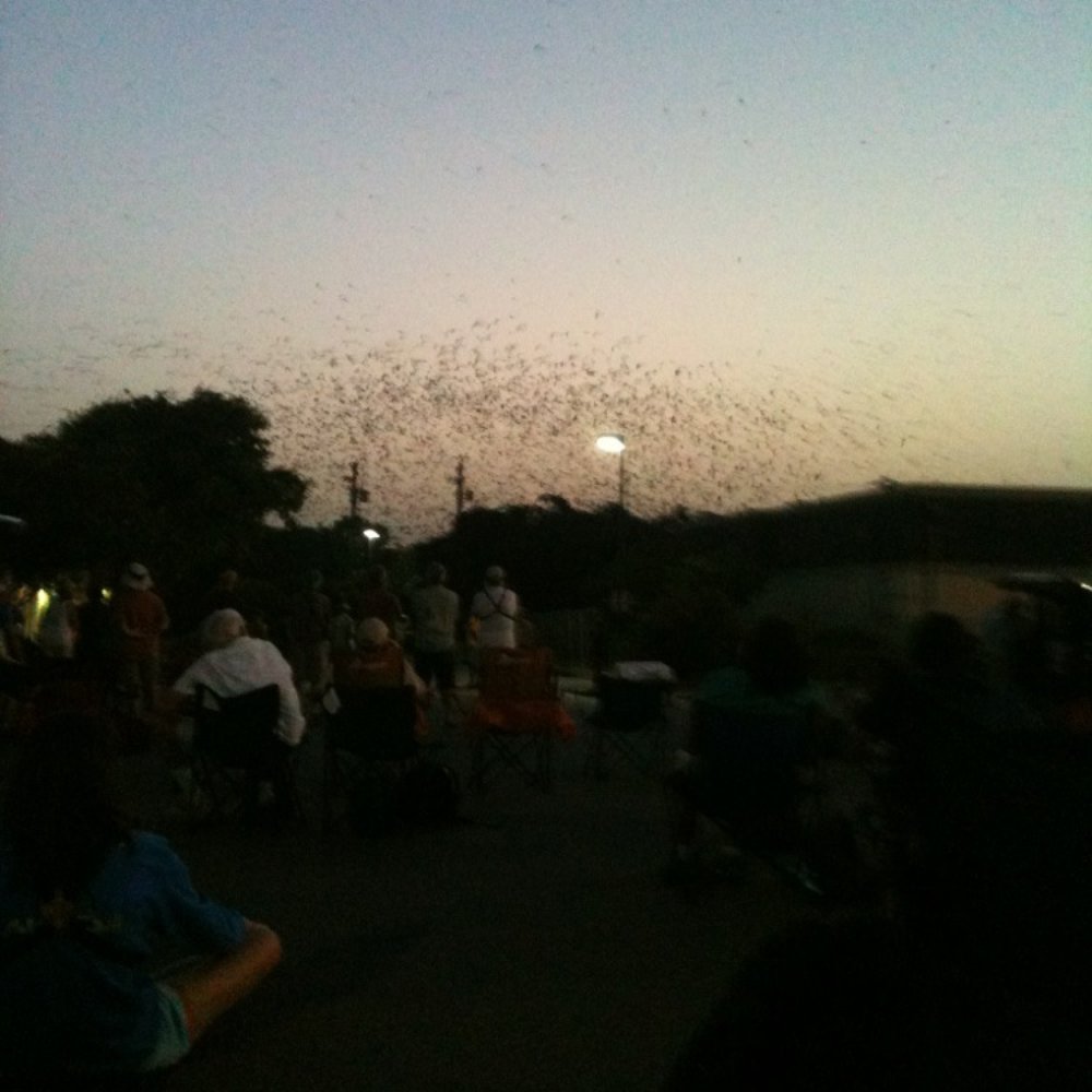 Purple Martin Parties - 8:57pm - Wildlife Hunting Ranges Near Me - Round Rock, Texas Purple Martin Parties - 8:57pm - Wildlife Hunting Ranges Near Me - Round Rock, Texas