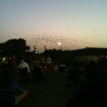 Purple Martin Parties - 8:57pm - Wildlife Hunting Ranges Near Me - Round Rock, Texas