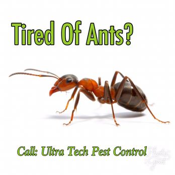 Ultra Tech Pest Control - We do a complete Ant service inside and outside of your home or business. - Pest Control Near Me - Broken Arrow, Oklahoma Ultra Tech Pest Control - We do a complete Ant service inside and outside of your home or business. - Pest Control Near Me - Broken Arrow, Oklahoma