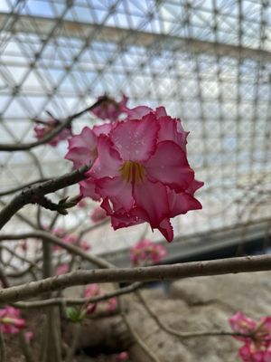 Biosphere 2 by null