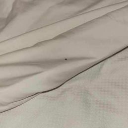 Bed Bug Bed Bug