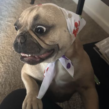 The Rich Groomer - Pet Groomers Near Me - Sacramento, California
