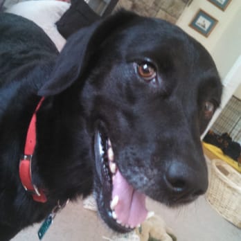Tails Content Pet Sitting - Sam - Pet Sitting Near Me Tails Content Pet Sitting - Sam - Pet Sitting Near Me