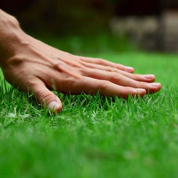 Grass Monkey Lawn Care - a hand reaching for grass - Lawn Services Near Me - Grand Prairie, Texas Grass Monkey Lawn Care - a hand reaching for grass - Lawn Services Near Me - Grand Prairie, Texas