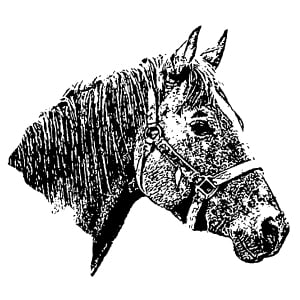 SHAWN D. FREHNER, DVM - Updated October 2025 - Las Vegas, Nevada