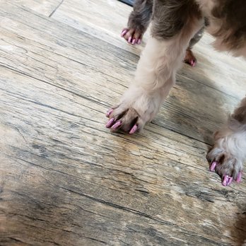 Clean Pups Grooming - Pet Groomers Near Me - Katy, Texas Clean Pups Grooming - Pet Groomers Near Me - Katy, Texas