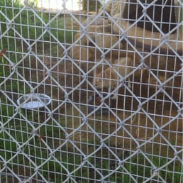 Fennec fox Fennec fox