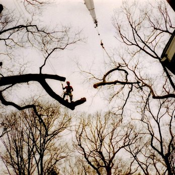 Joe Marra Tree Service - Tree Services Near Me - Butler, New Jersey Joe Marra Tree Service - Tree Services Near Me - Butler, New Jersey