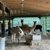 Misty Acres Alpaca gift card