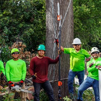KC Tree Services - Tree Services Near Me KC Tree Services - Tree Services Near Me