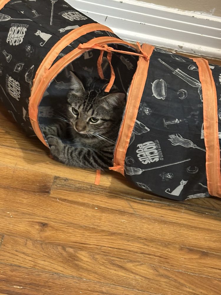 The Casual Cat Cafe Image