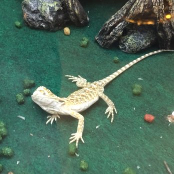 PetSmart - These type of companies should not be selling any kind of animals. Leave that to small companies who actually care. - Pet Stores Near Me - Miami, Florida PetSmart - These type of companies should not be selling any kind of animals. Leave that to small companies who actually care. - Pet Stores Near Me - Miami, Florida