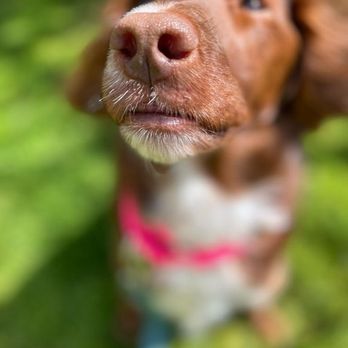 Dogs On The Run - Dog Walkers Near Me