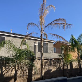 Treepro - Dead queen plam - Tree Services Near Me - Las Vegas, Nevada Treepro - Dead queen plam - Tree Services Near Me - Las Vegas, Nevada