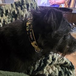 Dubdog Designs - Murphy Brown sporting her summer lemon design collar!