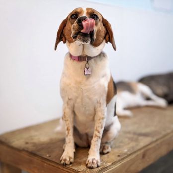 Pit Stop HQ - Pet Sitting Near Me - Philadelphia, Pennsylvania