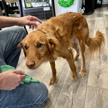 Cafe Sophie - Sophie, the Cafe star, she is so sweet and friendly. - Breakfast & Brunch Near Me - Gaithersburg, Maryland Cafe Sophie - Sophie, the Cafe star, she is so sweet and friendly. - Breakfast & Brunch Near Me - Gaithersburg, Maryland
