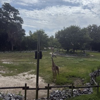 Virginia Zoo - Giraffe - Zoos Near Me - Norfolk, Virginia Virginia Zoo - Giraffe - Zoos Near Me - Norfolk, Virginia