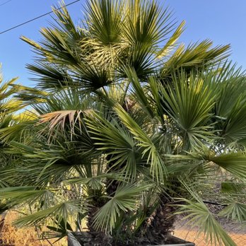 Castañeda Nursery - Mediterranean palm - Nurseries & Gardening Near Me - Fallbrook, California Castañeda Nursery - Mediterranean palm - Nurseries & Gardening Near Me - Fallbrook, California