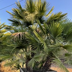 Castañeda Nursery - Mediterranean palm