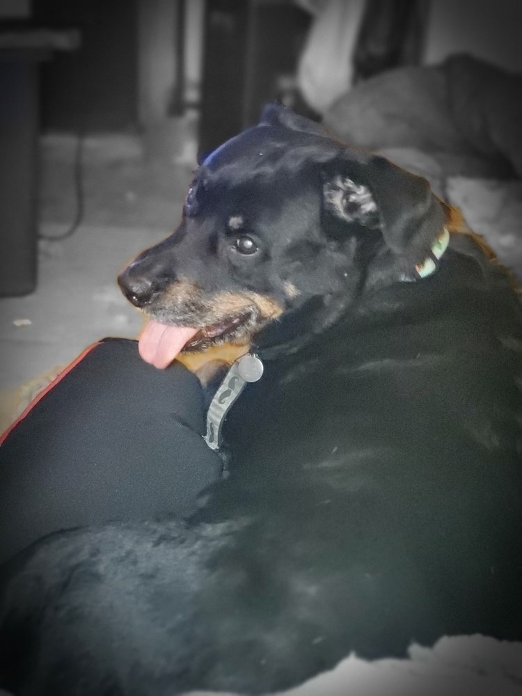 PET FOODS MARKET 63 Photos & 115 Reviews Pet Stores 1816 N