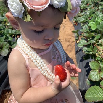 Kenny's Strawberry Farm - Strawberry! Perfect 1 year photo shoot - Fruits & Veggies Near Me - Fallbrook, California