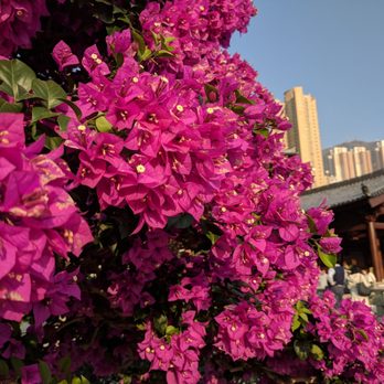 志蓮淨苑 - Buddhist Temples Near Me - Hong Kong, HK