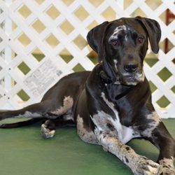 JB's Indoor Dog Park - A Day At the Park