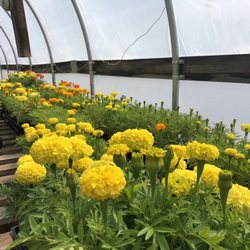Hutchings Greenhouse