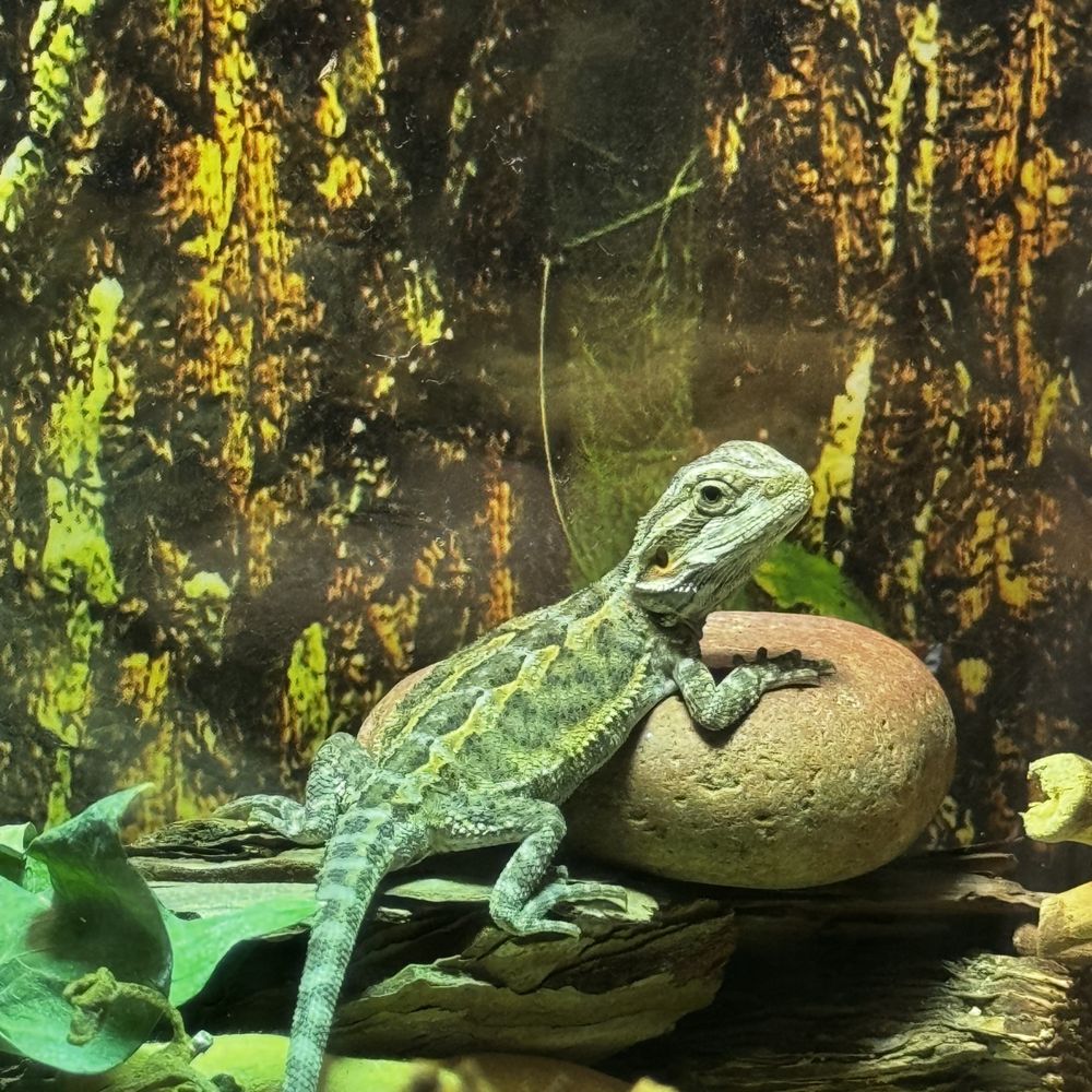 Reptile Pets Direct - reptile breeding in Live Oak, TX