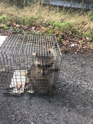 Wildlife Control - Safe Removal - We provide safe animal removal services and will assist ith preventing them from coming back! Tell us about the critters in your attic or on your property! Wildlife Control - Safe Removal - We provide safe animal removal services and will assist ith preventing them from coming back! Tell us about the critters in your attic or on your property!